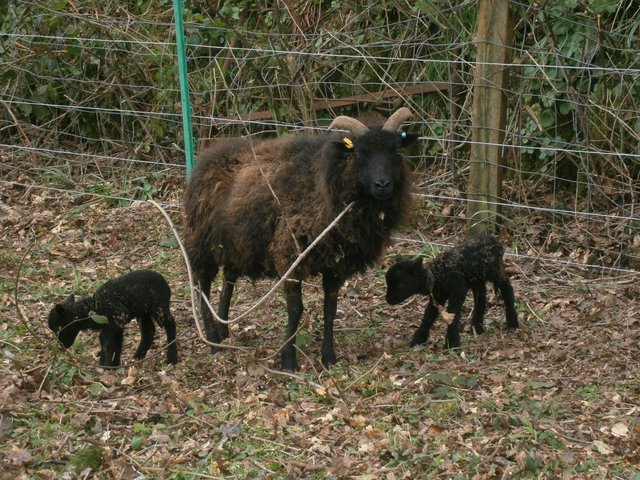 spring lambs